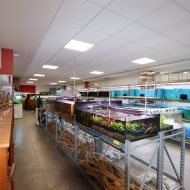 Lokal na wynajem
